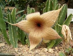 Jade plant care is easy and simple. Stapelia Cactus Plant Care Guide With Pictures Succulents Network