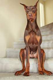 Minimum of 4 dogs earning titles. Grey Soft Touch Leggings Red Doberman Pinscher Doberman Puppy Doberman Pinscher