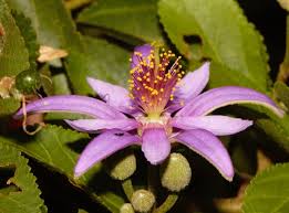 Image result for Grewia arborea