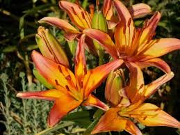 Bulbs of this lily should never sit in soggy soil. How To Plant Asiatic Lily Happy Diy Home