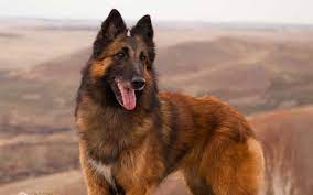 The belgian tervuren, also referred to as a terv, is an intelligent breed originating from (unsurprisingly) the belgian town of tervuren, where the dogs are known as chien de berger belge. Methods To Train Belgian Tervuren Strategies And Techniques For Easy Training Of Pets
