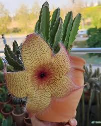 Image result for Stapelia gigantea