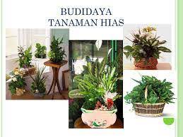 Check spelling or type a new query. Budidaya Tanaman Hias Other Quiz Quizizz