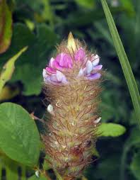 Image result for Uraria