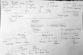 Solved Concept Map On Concepts And Connections Between 1 Structure Of The Digestive System 2 Physical And Chemical Digestion 3 Metabolic Reactio Course Hero