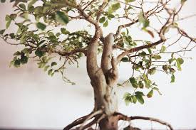 Why Is My Bonsai Dropping Leaves Bonsaiforrest