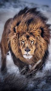 Start your search now and free your phone. Beautiful Lions Wallpapers Top Free Beautiful Lions Backgrounds Wallpaperaccess