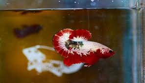Cara membedakan ikan cupang ws, fccp dan ws cooper! Pemilihan Genetik Dan Perawatan Baik Hasilkan Ikan Cupang Super Ciamik