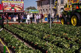 @oyababyy try me out now @intlnephew bout it bout it vid out now freezy@imgstrongarm.com youtu.be/n0bjzsaa_hs. The Florida Strawberry Festival Is Happening In 2021 Here S What It Will Look Like Wjct News