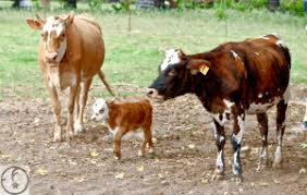 Mini cows are exceptional pets that demonstrate a great deal of affection, are very social, and are easy to take care of. Pet Mini Cows Mini Cattle For Sale In East Texas