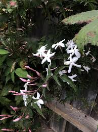 Image result for Jasminum
