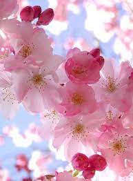 Pin By Julie Espinoza On Flowers Pretty Flowers Wonderful Flowers Flower Photos