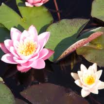 Image result for Impatiens bequaertii