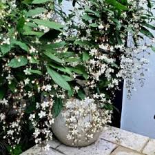 Image result for Clerodendrum rotundifolium