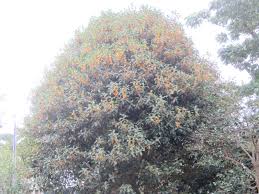 Maybe you would like to learn more about one of these? Osmanthus Aurantiacus Osmanthus Fragrans Var Flower Database