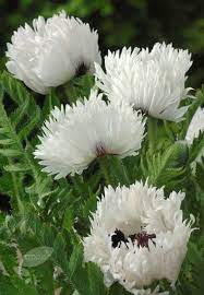 Pin On Poppies And Iris