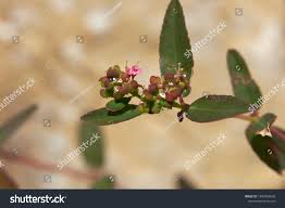 Image result for Euphorbia hyssopifolia