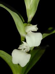 Image result for Brachycorythis velutina