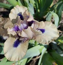 Pin On Iris