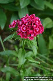 Photo Dianthus Barbatus Henriette S Herbal Homepage Dianthus Flowers Dianthus Barbatus Sweet William Flowers