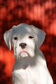 The Red Door Boxer Dogs Boxer Puppies White Boxer Dogs