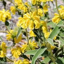 Image result for Phlomis fruticosa