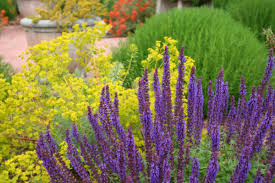 Winterharte Sommerbluhende Stauden Die Sie Unbedingt In Erwagung Ziehen Sollten With Images Tuscan Garden Mediterranean Garden Design Mediterranean Garden