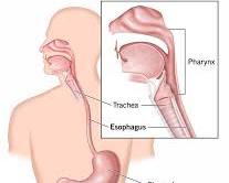 Image of Esophagus anatomy diagram