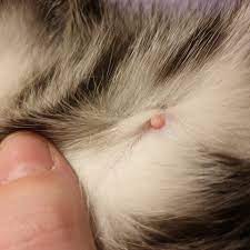 Soweit ich weiß können katzen ziemlich schnell nach einer geburt wieder schwanger werden auch wenn sie noch stillen. Woran Erkenne Ich Dass Meine Katze Schwanger Ist Katzen Kitten Artgerechte Haltung