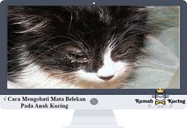 Check spelling or type a new query. Cara Mengobati Mata Belekan Pada Anak Kucing Bagi Pemula