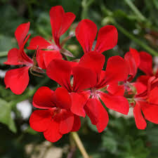 Downtown lexington, ky florist & garden center. Blizzard Red Balcony Geranium Plants For Sale Free Shipping