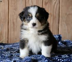 Darcy - Australian Shepherd Mix Puppy For Sale in Virginia