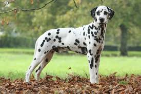 They are a cross between a golden retriever and a labrador retriever. Dalmatian Dogs And Puppies For Sale In The Uk Pets4homes