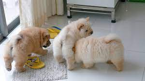 Individuals looking to start and succeed in this business must have a facility for their dogs, purchase female dogs, buy a male dog or pay a stud fee, have food for the dogs and pay for shots and tests. Dog Breeding Business How To Start A Dog Breeding Business