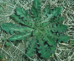 Image result for Hypochaeris