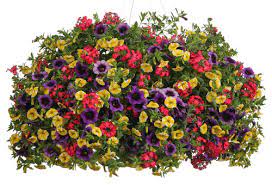 Proven winners hdyprc1196101 limelight 'prime' hydrangea live plant, 1 gal, green and pink flowers. Fruit Salad Proven Winners