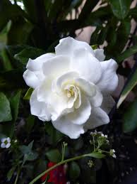 Gardenias Plant Care And Collection Of Varieties Garden Org Gardenia Plant Fragrant Flowers Flowers