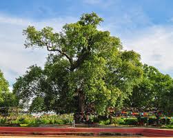 Image result for Ficus religiosa