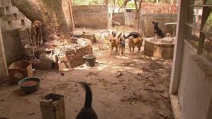En febrero de 2015 fundó el instituto luísa mell, que trabaja principalmente en el rescate de animales heridos o en riesgo, la recuperación y la adopción. Ativistas Terminam Resgate De Caes E Gatos Deixados Apos Morte De Casal De Idosos No Mesmo Fim De Semana Sorocaba E Jundiai G1