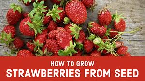 There are few easier plants to reap the gardener's rewards as the …. How To Grow Strawberries From Seed
