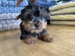 I got lucas on feb 12 2020 he's literally the most sweetest precious dog ever he's so. Westchester Puppies Yorkie Puppies Westchester