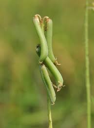 Image result for Crotalaria reptans