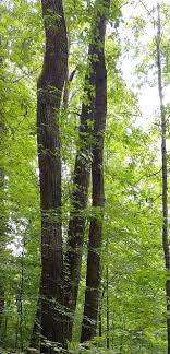 Fellowship of the Tortoise.