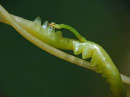 Image result for Cuscuta