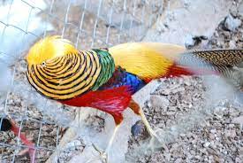 Faisan Dorado Bird Parrot Animals