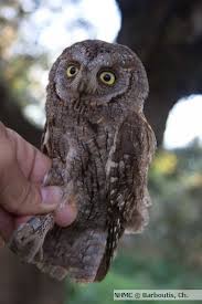 3 κυδωνιατησ ιασων 1995 αο πελωψ 12.35 3000 m. Gkiwnhs Otus Scops Moyseio Fysikhs Istorias Krhths