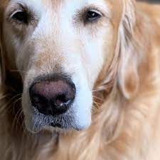 Canine Distemper Virus: Symptoms, Treatment And Home Remedies