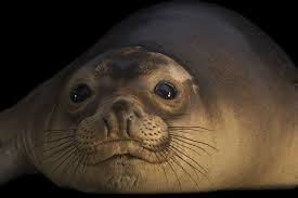 Seal was born on february 19, 1963 in paddington, london, england as seal henry olusegun olumide adelo samuel. Photo Ark Northern Elephant Seal National Geographic Society