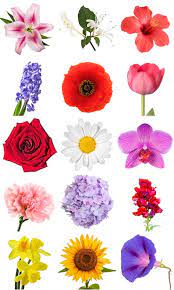 Whether you have a science buff or a harry potter fa. Most People Can T Identify 12 15 Of These Flowers Can You