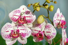 Sono molto simili ai fiori di orchidea e sono anche sinonimi di catalpa per la loro forma. Il Mondo Delle Orchidee Garden Roagna Vivai Cuneo